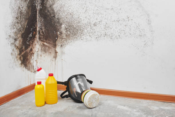 Best Black Mold Removal  in Milford, NJ