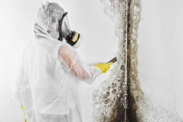 Best Office Mold Removal Services  in Milford, NJ