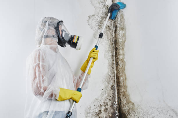 Best Home Mold Removal  in Milford, NJ