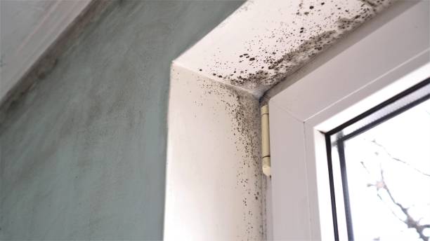 Best Affordable Mold Removal  in Milford, NJ