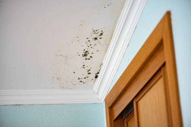 Best Black Mold Removal  in Milford, NJ