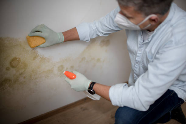 Trusted Milford, NJ Mold Removal Experts