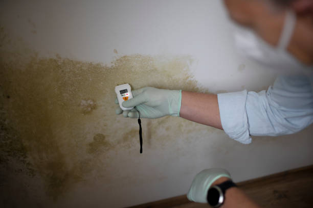 Best Mold Damage Repair  in Milford, NJ