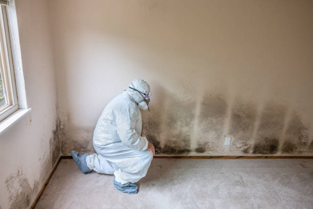 Attic Mold Removal in Milford, NJ