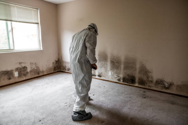 Best Mold Damage Repair  in Milford, NJ