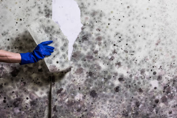 Best Mold Removal Company Near Me  in Milford, NJ